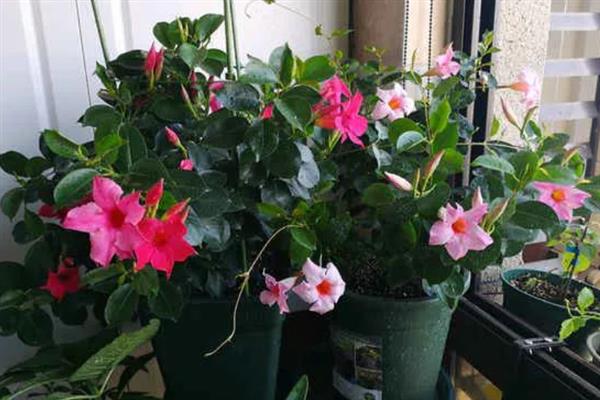 怎么养四季飘香藤，喜欢生长在湿润的环境中