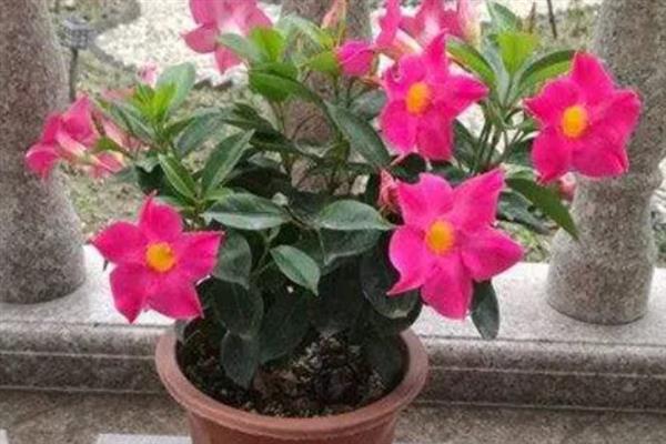 怎么养四季飘香藤，喜欢生长在湿润的环境中