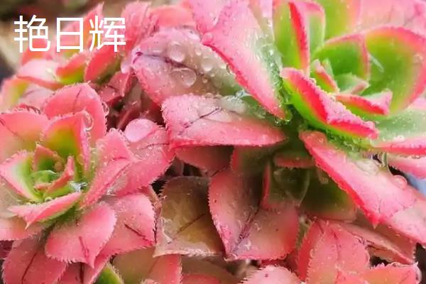 夏天好养的多肉品种，常见的有艳日辉、紫米粒等