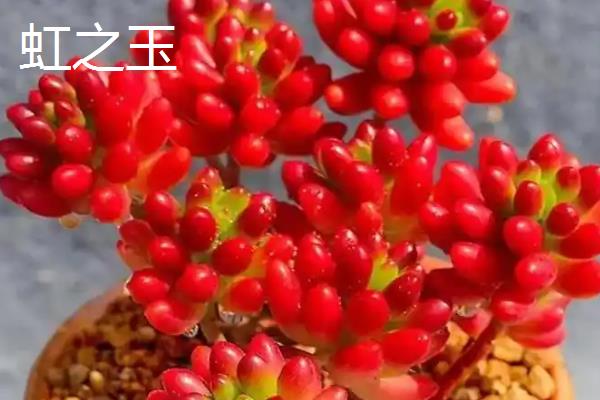 夏天好养的多肉品种，常见的有艳日辉、紫米粒等