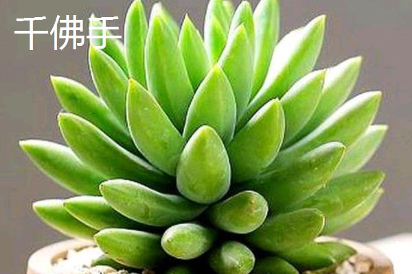 夏天好养的多肉品种，常见的有艳日辉、紫米粒等