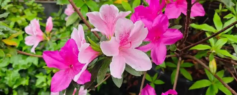 冬季怎么养护杜鹃花，每隔半个月浇一次水