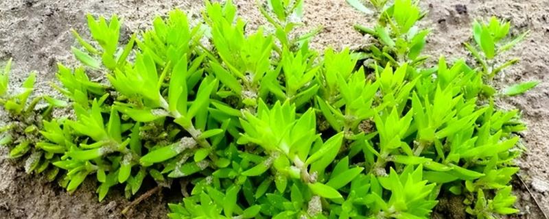 长在石头缝里的植物有哪些，常见的就是垂盆草