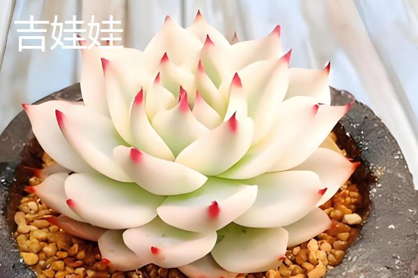 夏天好养的多肉品种，常见的有艳日辉、紫米粒等