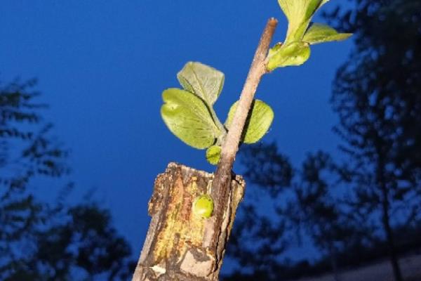 怎么对柿子树施肥，定植前将农家肥和过磷酸钙混合施入穴中