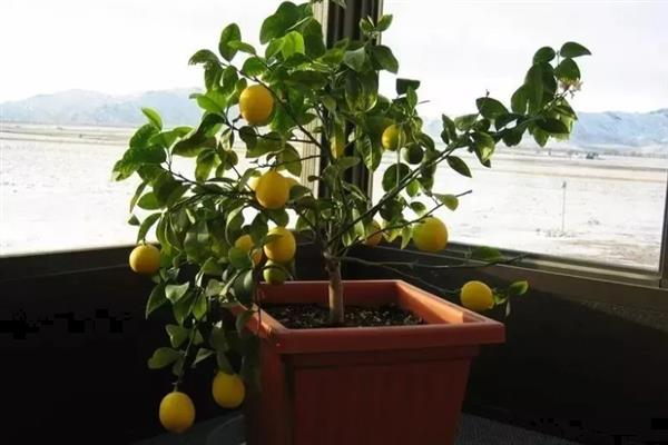 盆栽柠檬喜欢哪些肥料，以有机肥料为主