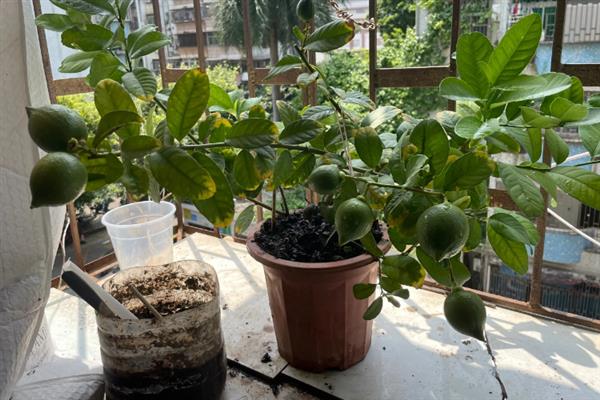 盆栽柠檬喜欢哪些肥料，以有机肥料为主