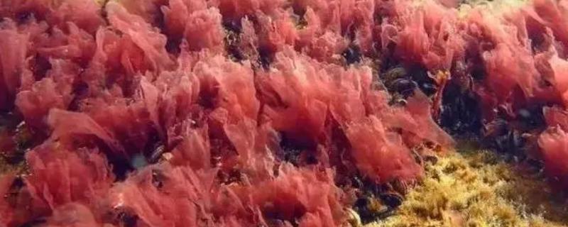 海底的植物，常见的有绿藻、红藻和红树植物等