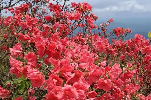 冬季怎么养护杜鹃花，每隔半个月浇一次水