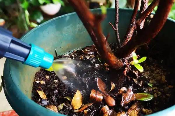 冬季怎么养护杜鹃花，每隔半个月浇一次水