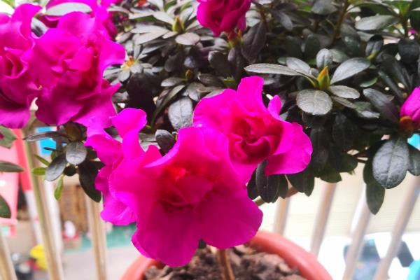 冬季怎么养护杜鹃花，每隔半个月浇一次水