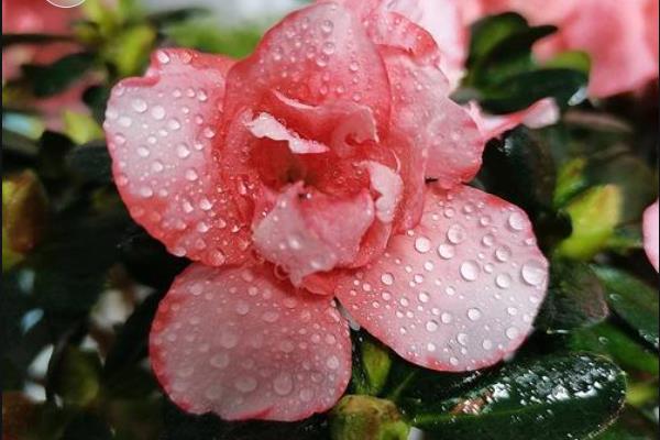 冬季怎么养护杜鹃花，每隔半个月浇一次水