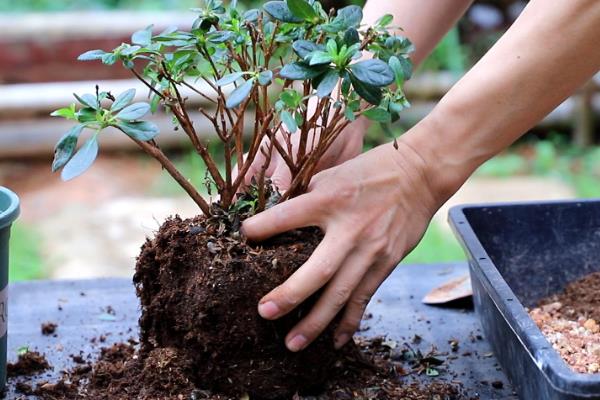 冬季怎么养护杜鹃花，每隔半个月浇一次水