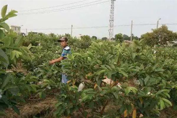 番荔枝和释迦果的区别是什么，它们属于同一种水果