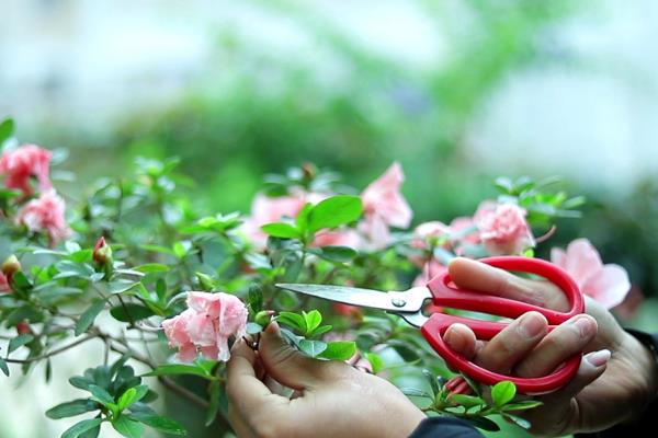 冬季怎么养护杜鹃花，每隔半个月浇一次水