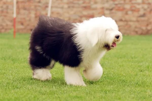古牧犬好不好养，算一个比较好的犬种
