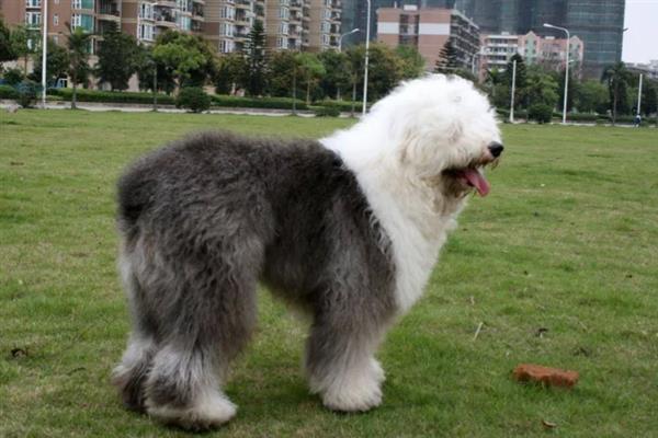 古牧犬好不好养，算一个比较好的犬种