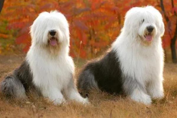 古牧犬好不好养，算一个比较好的犬种