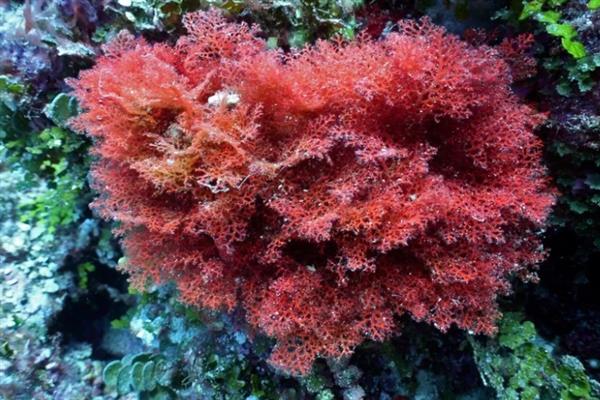 海底的植物，常见的有绿藻、红藻和红树植物等