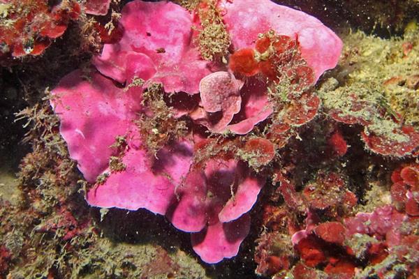 海底的植物，常见的有绿藻、红藻和红树植物等