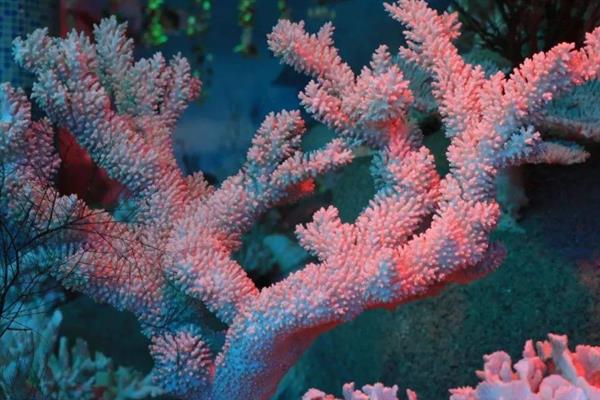 海底的植物，常见的有绿藻、红藻和红树植物等