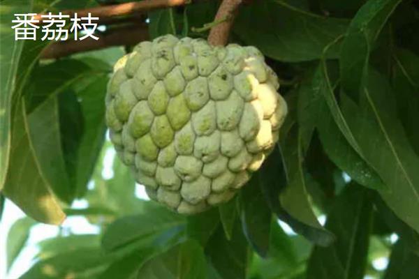 番荔枝和释迦果的区别是什么，它们属于同一种水果