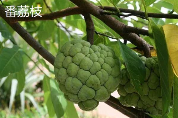 番荔枝和释迦果的区别是什么，它们属于同一种水果