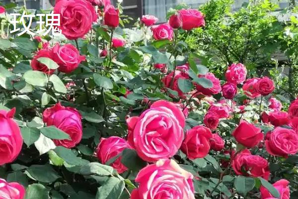 每个月有什么花卉开放，腊梅、水仙花等品种会在1月份开花