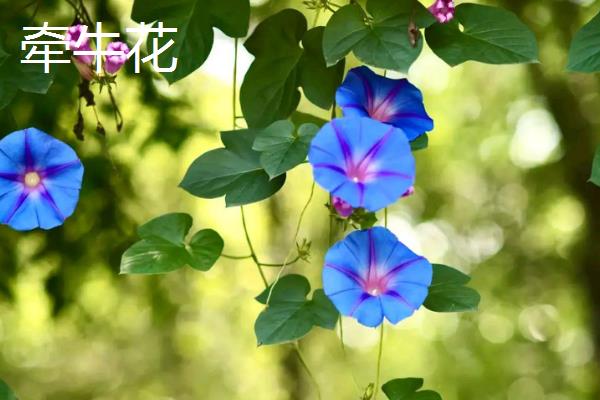每个月有什么花卉开放，腊梅、水仙花等品种会在1月份开花