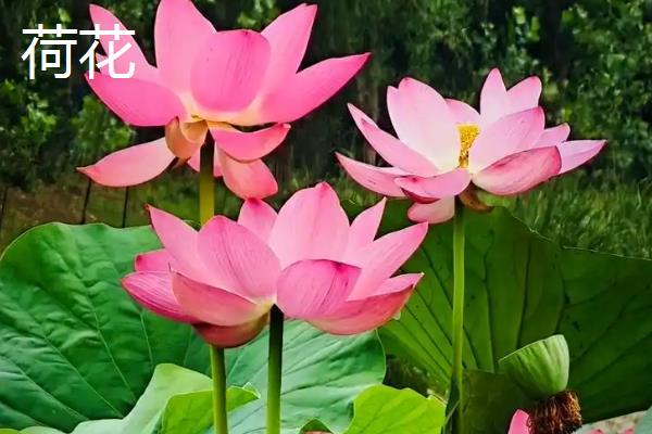 每个月有什么花卉开放，腊梅、水仙花等品种会在1月份开花