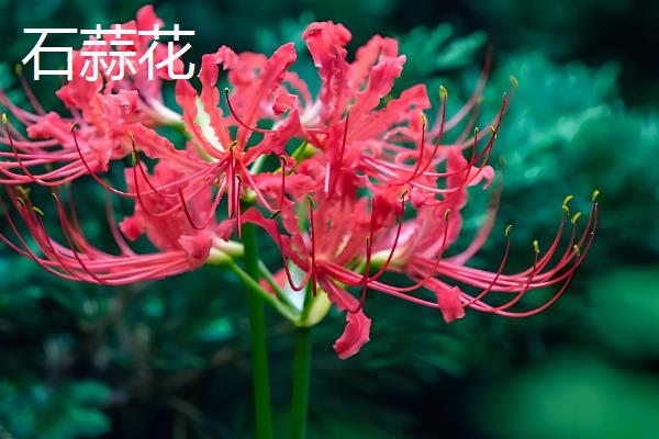 每个月有什么花卉开放，腊梅、水仙花等品种会在1月份开花