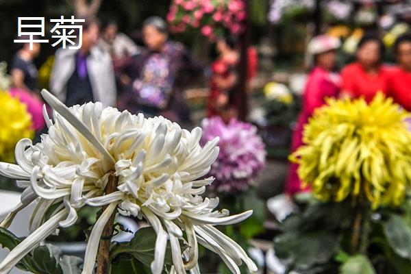 每个月有什么花卉开放，腊梅、水仙花等品种会在1月份开花