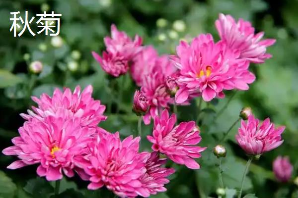 每个月有什么花卉开放，腊梅、水仙花等品种会在1月份开花