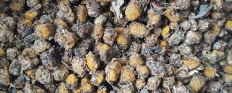 干菊花能放冰箱吗，干菊花可以放在冰箱里