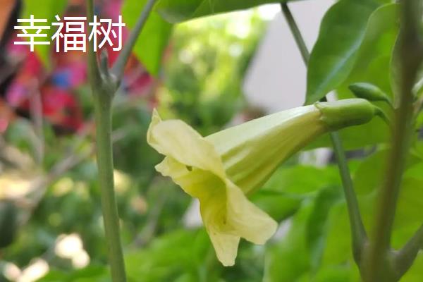 每个月有什么花卉开放，腊梅、水仙花等品种会在1月份开花
