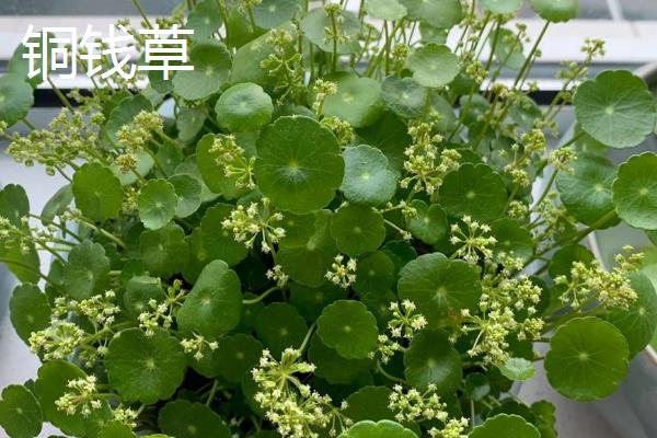每个月有什么花卉开放，腊梅、水仙花等品种会在1月份开花