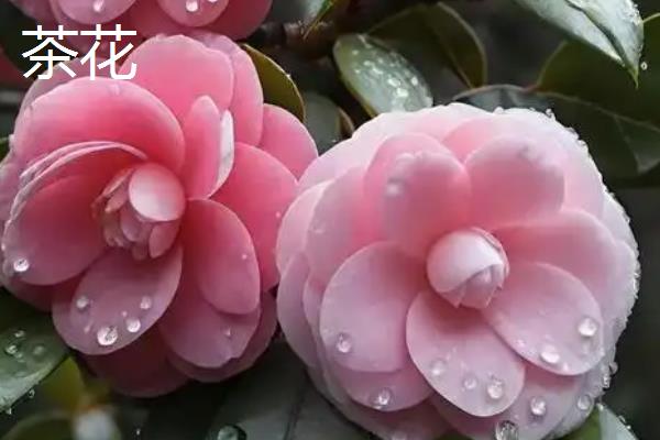 每个月有什么花卉开放，腊梅、水仙花等品种会在1月份开花
