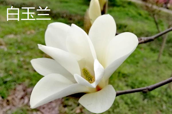 每个月有什么花卉开放，腊梅、水仙花等品种会在1月份开花