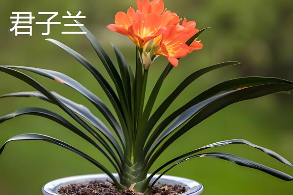 每个月有什么花卉开放，腊梅、水仙花等品种会在1月份开花