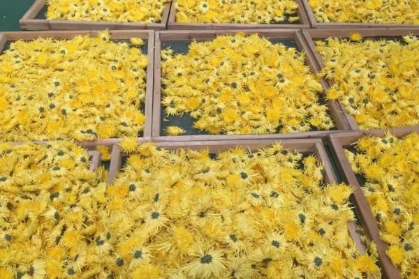 干菊花能放冰箱吗，干菊花可以放在冰箱里