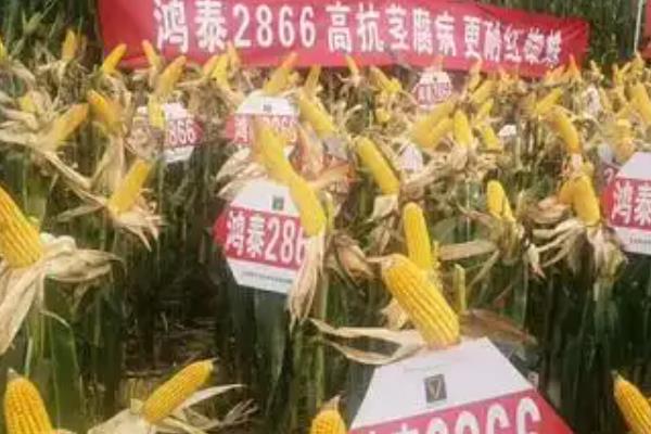 鸿泰2866玉米种的特征特性，生育期为136天