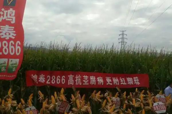 鸿泰2866玉米种的特征特性，生育期为136天