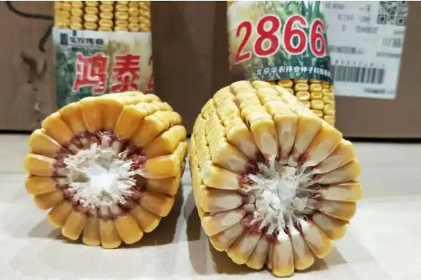 鸿泰2866玉米种的特征特性，生育期为136天