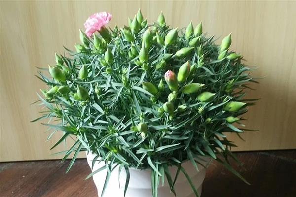 康乃馨冬天会开花吗，在冬季不会开花