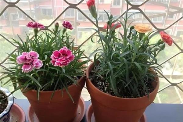 康乃馨冬天会开花吗，在冬季不会开花