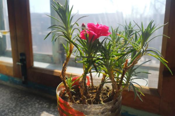康乃馨冬天会开花吗，在冬季不会开花