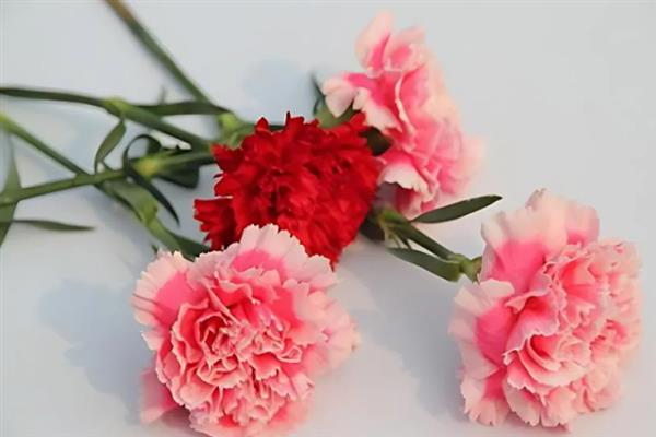康乃馨冬天会开花吗，在冬季不会开花