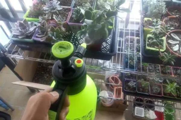 让多肉更旺盛的方法，每个月追施一次经过稀释的肥料
