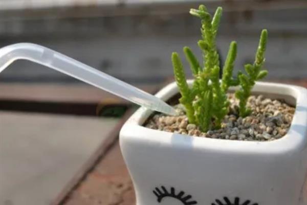 让多肉更旺盛的方法，每个月追施一次经过稀释的肥料