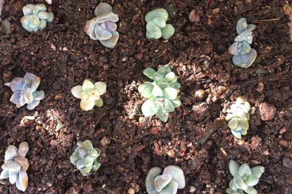 让多肉更旺盛的方法，每个月追施一次经过稀释的肥料